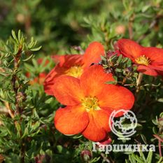 Мэрион Ред Робин-2