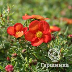 Мэрион Ред Робин-3