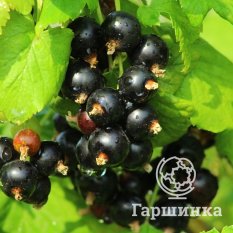 Несравненная-3