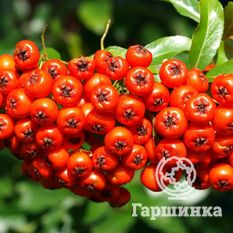 Невежинская-3