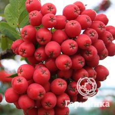 Невежинская-4