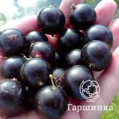 Несравненная-2