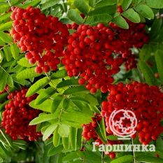 Невежинская-2