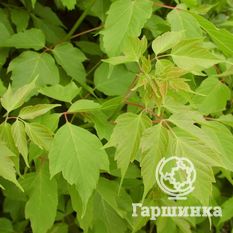 Ясенелистный, или американский клён-4