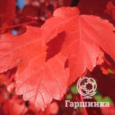 Октобер Глори-2