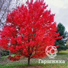 Октобер Глори-3