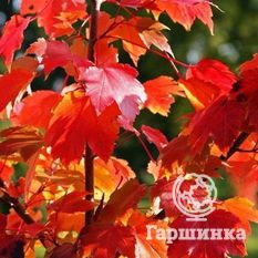 Октобер Глори-4