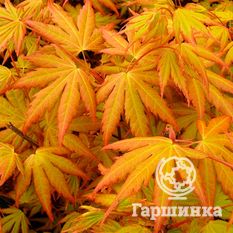 Веерный, или дланевидный клён-3