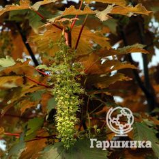 Ложноплатановый, или белый клён-3