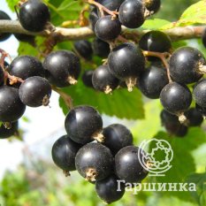 Плотнокистная-3