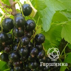 Плотнокистная-2