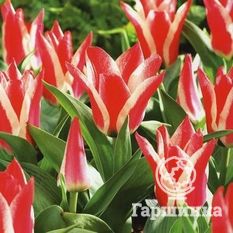 Тюльпан Грэйгс Хэппи-3