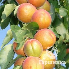 Выносливый-4