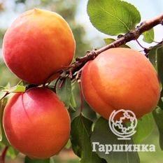 Снежинский-4