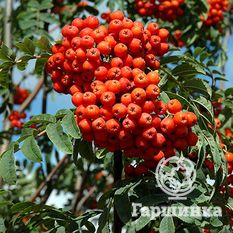 Маравская-3