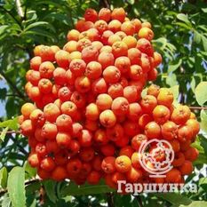 Маравская-4