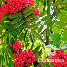 Сахарная Петрова-1