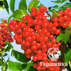 Сахарная Петрова-2