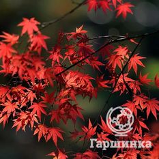 Японский клён-4