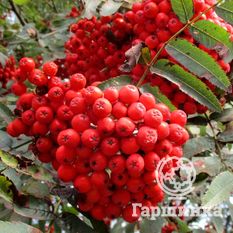 Сахарная Петрова-3