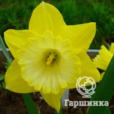 Спеллбиндер-1