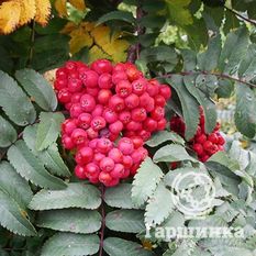 Сказочная-1