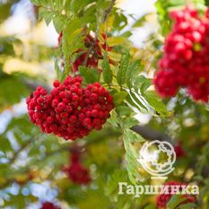 Сказочная-2