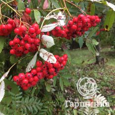 Сказочная-3