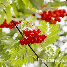 Сказочная-4