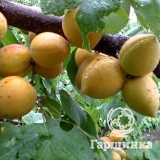 Ананасный-3