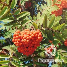 Солнечная-1