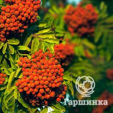 Солнечная-2