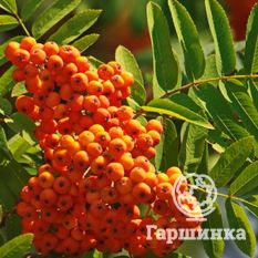 Солнечная-3