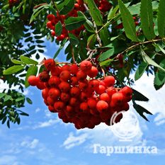 Солнечная-4