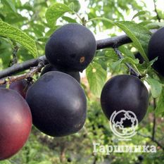 Черный бархат-4