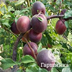 Черный принц-3