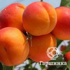 Полесский крупноплодный-2