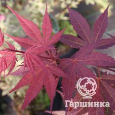 Веерный, или дланевидный клён-4