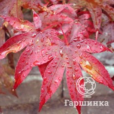 Японский клён-3