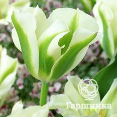 Тюльпан зеленоцветный Сприн Грин-4