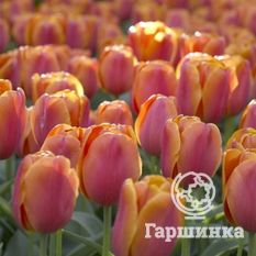 Тюльпан Оранж Боул-2