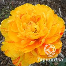 Тюльпан Санловер-2