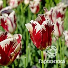 Тюльпан Айс Фоллис-1