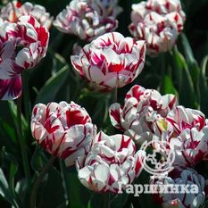 Тюльпан Айс Фоллис-2