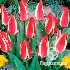 Тюльпан Грэйгс Хэппи-4