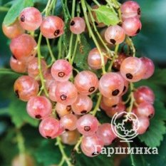 Голландская розовая-2