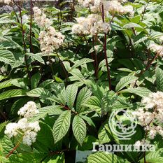 Роджерсия бузинолистная-3