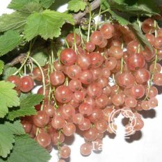 Голландская розовая-3