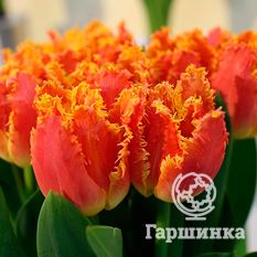 Джойнт Дивижн-3