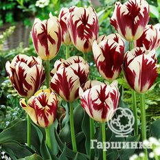 Тюльпан Айс Фоллис-3